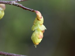 Corylopsis pauciflora